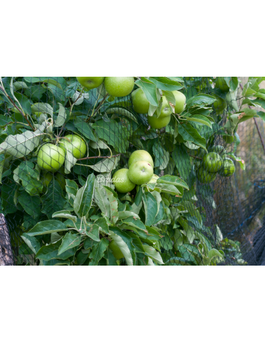 Apsauginis tinklas nuo paukščių Bradas Diamond 20g/m² | Austas