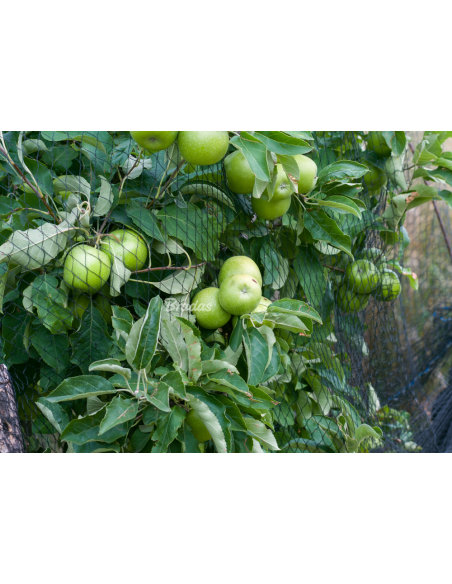 Apsauginis tinklas nuo paukščių Bradas Diamond 20g/m² | Austas